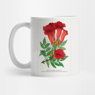 Trumpet Flower Lithograph (1900) Mug